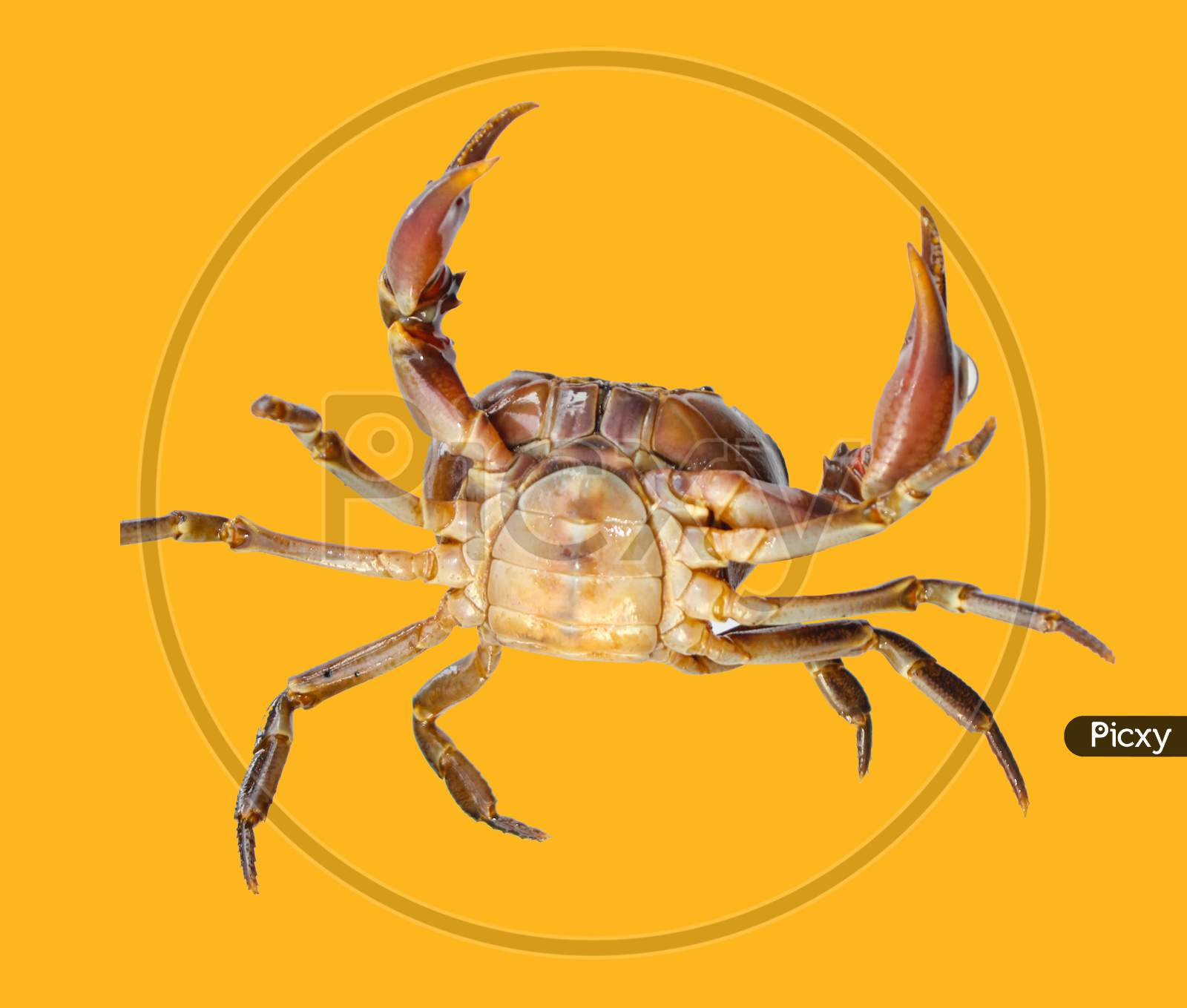 Freshwater Crab Isolated On Yellow Background