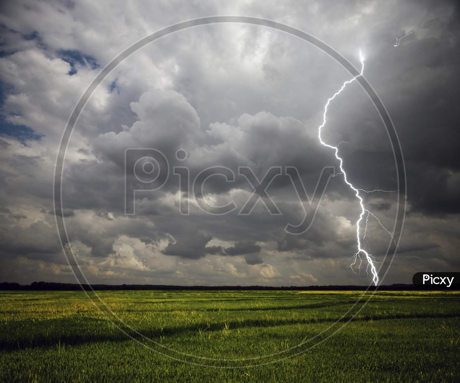 Lightning in the field-Purple coloured lightning in the sky-lightning, storm, thunder, electricity, sky, bolt, electric,purple flash, weather, thunderstorm, night, abstract, light, rain, strike, energy, nature, cloudy day