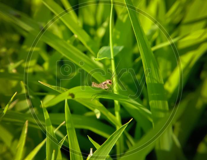 Picture Of A Small Brown Cricket Insect On Rice Plant Leaf