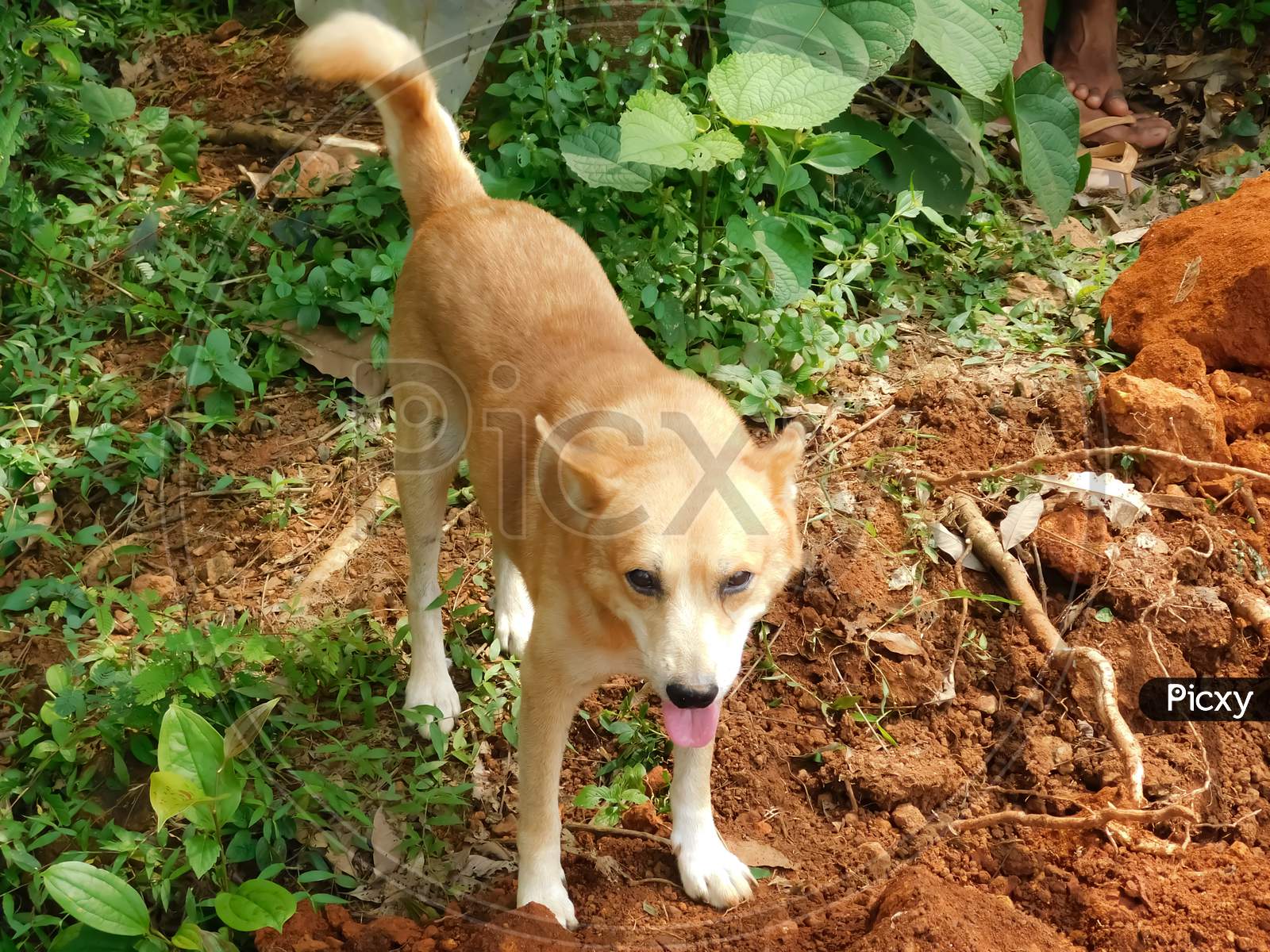 Closeup View Of A Brown Dog Stands Over The Soil