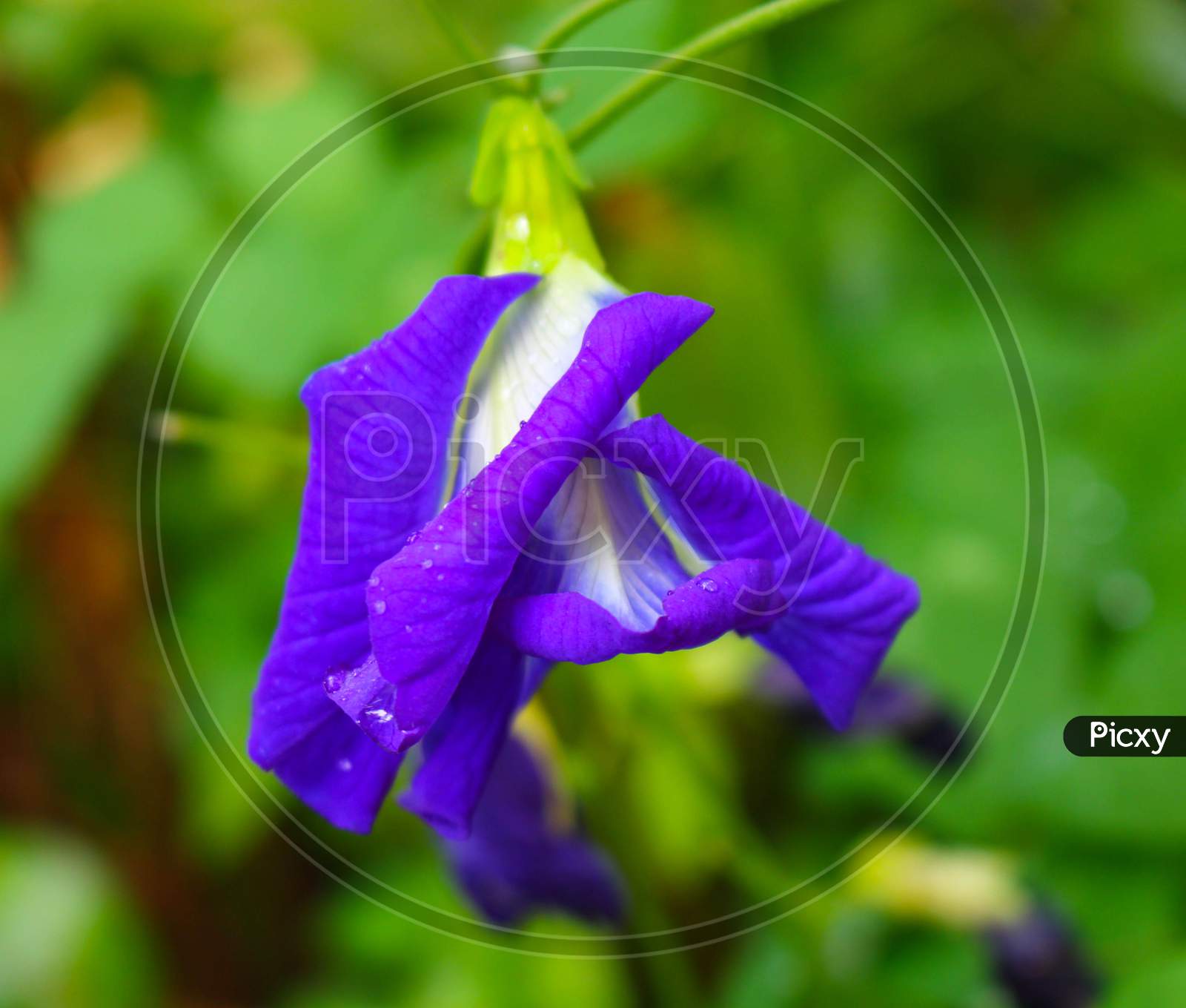 Clitoria Ternatea Flower,Butterfly Pea Purple Flower Image