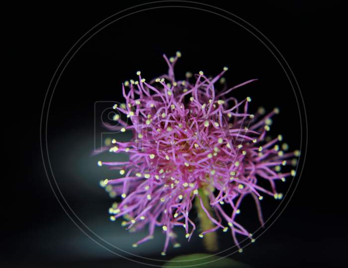 Macro of flower -Mimosa pudica flower