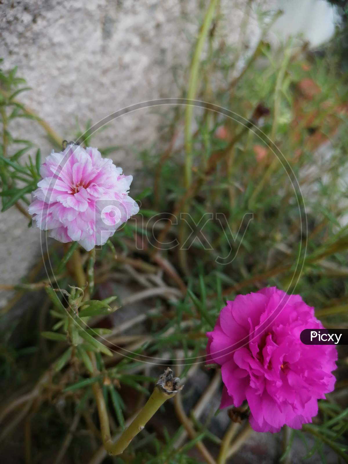 Pink little paper like flower 🌸🌼
