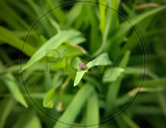 Picture Of An Unknown Black Insect On Rice Plant Leaf In Water In Himachal Pradesh India