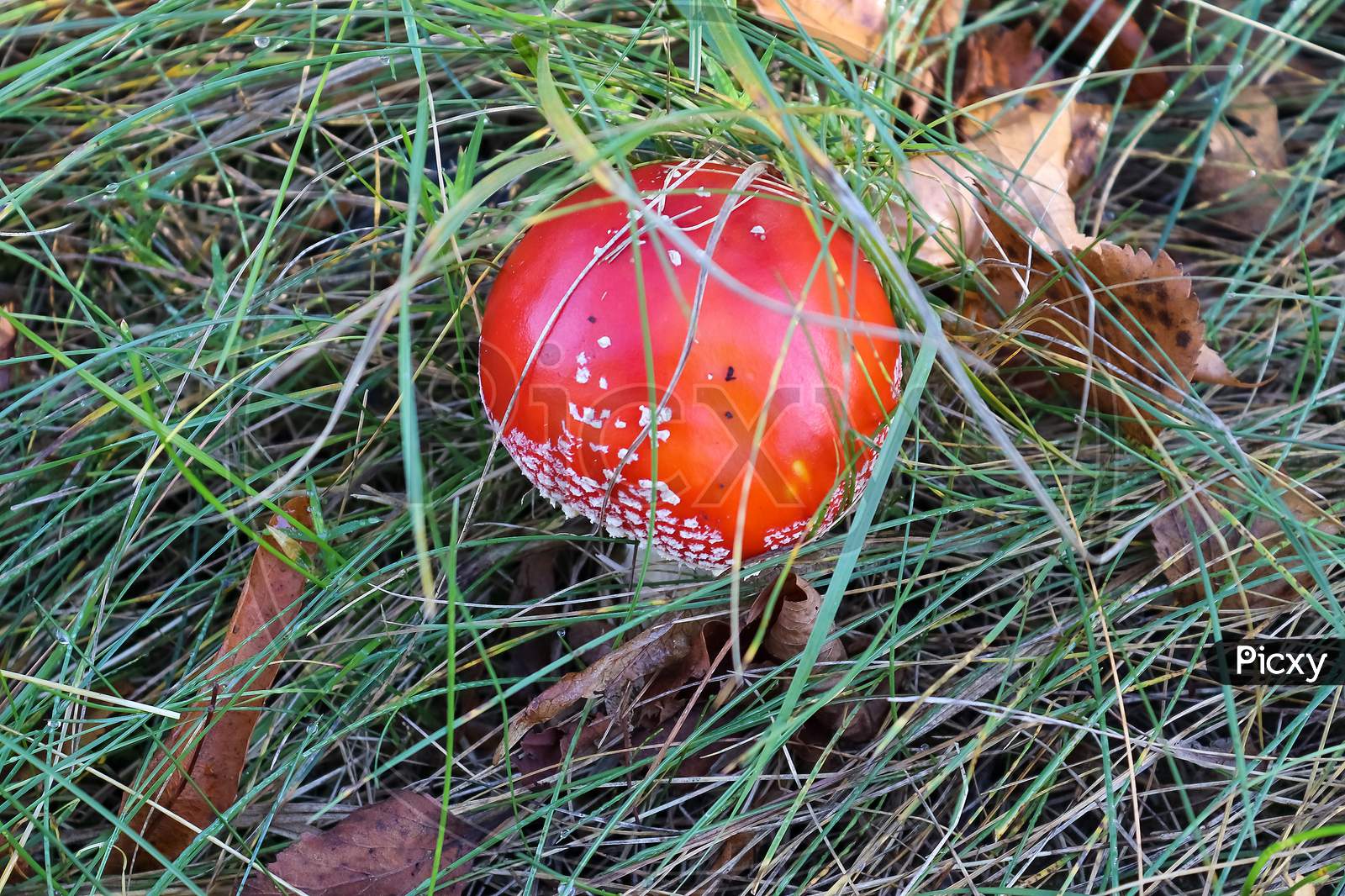 Red Poisonous Mushroom Amanita Muscaria Known As The Fly Agaric Or Fly Amanita In Green Grass.