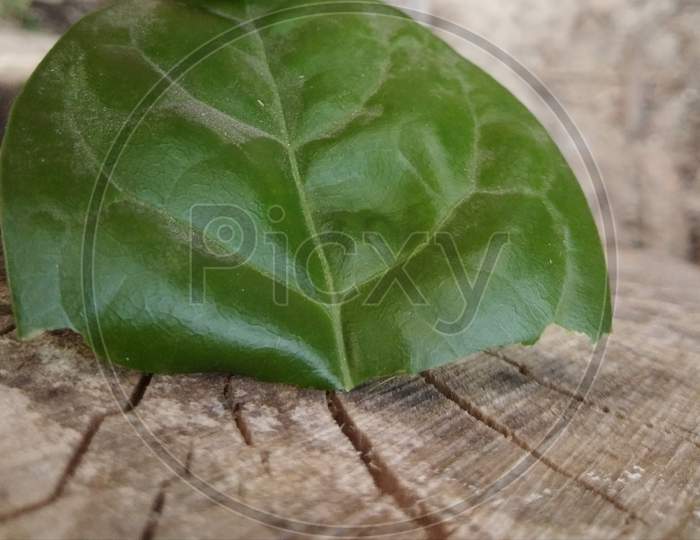 Green leaf on wood texture.