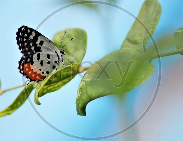 Butterfly -beautiful butterfly in garden