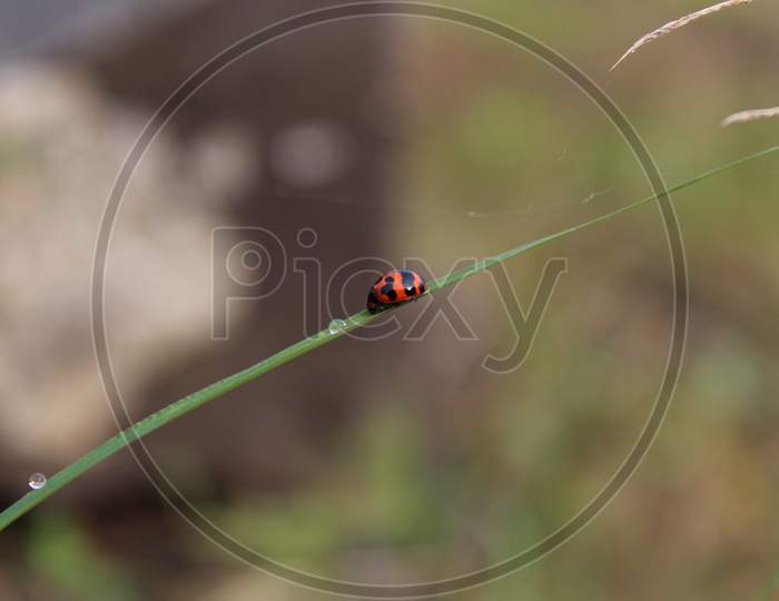 Ladybird beetle near to water drop on the grass