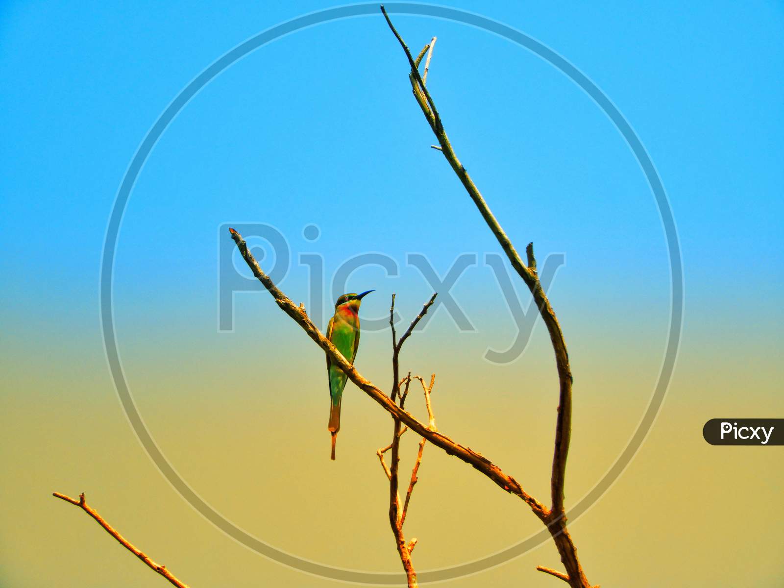 A small bird is sitting on a leafless branch of a tree