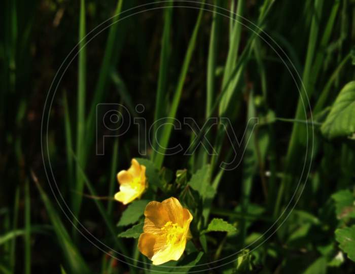 Photo Of Yellow Weed Flower In Roadside In Sunlight