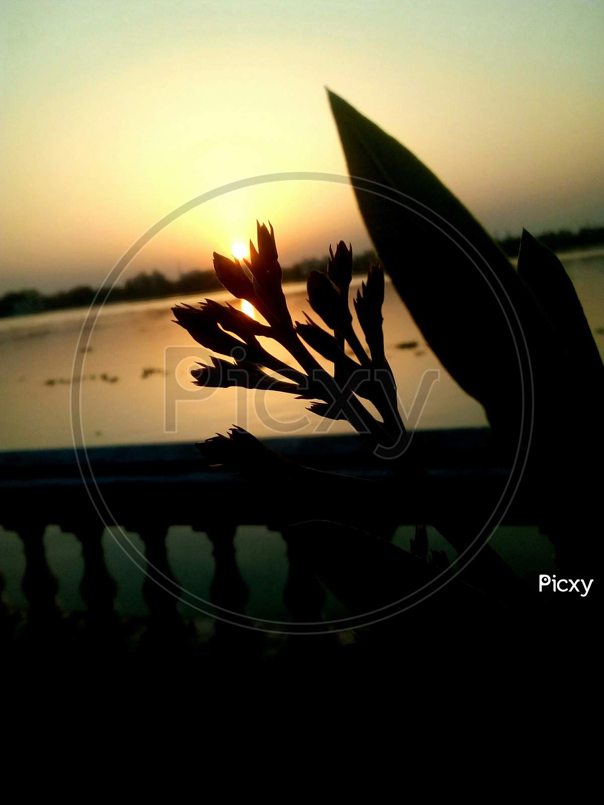 Sunset Flower at River Ganga, Kavery Flower,