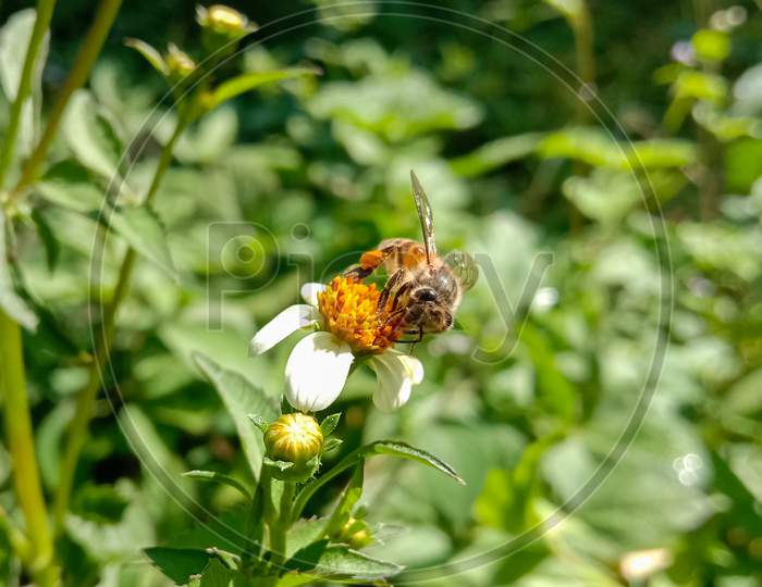 Picture Of Asian Honey Bee On A Black Jack Flower