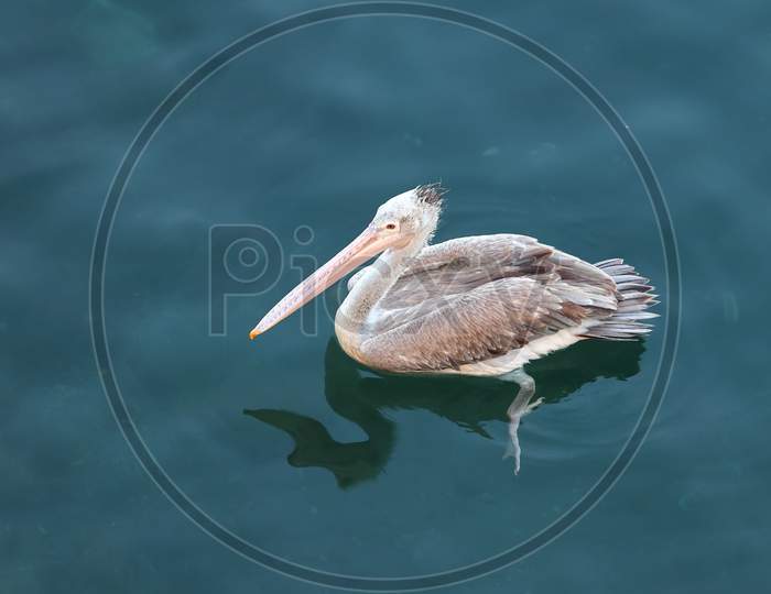 Brown Pelican Floating In A Clear Freshwater Lake