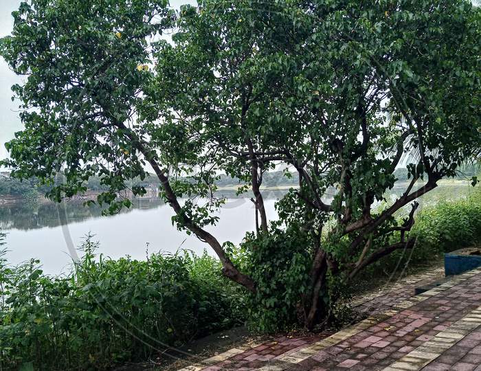 Tree grown on the edge of lakeside in Vashi, India can be used as background.