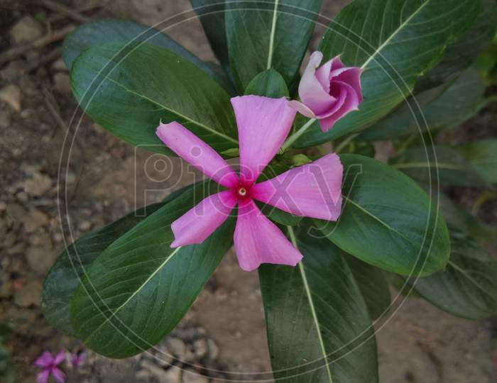 Pink coloured growing flower .