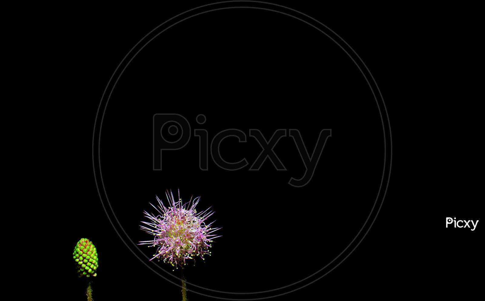Macro of flower and bud-Mimosa pudica flower
