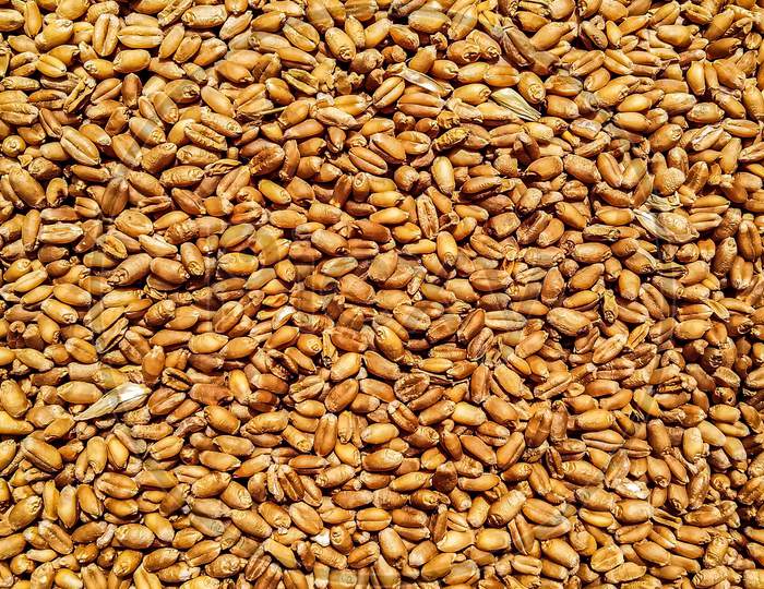 Wheat close photo