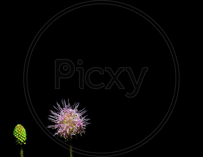 Macro of flower and bud-Mimosa pudica flower