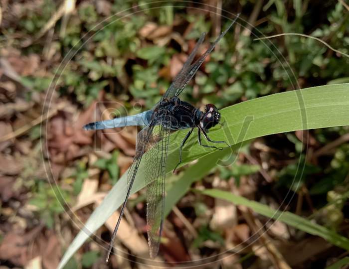 Picture Of A Blue Male Marsh Hawk Dragonfly (Orthetrum Glaucum)