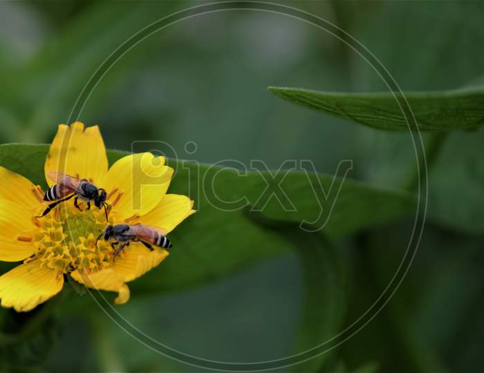 Yellow flower- Ramtil flower and bee