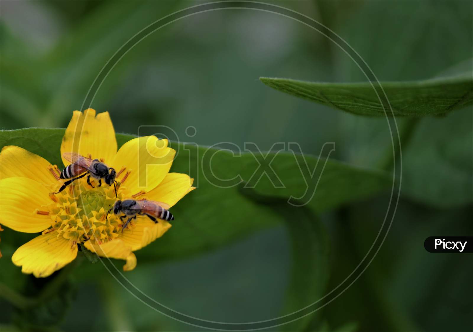 Yellow flower- Ramtil flower and bee