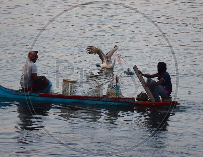 A Brown Pelican Bird Hunts Fish While Two Fishermen Row Boats In A Lake