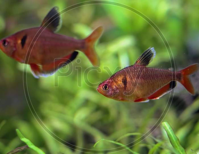Fishes in an aquatic water tank