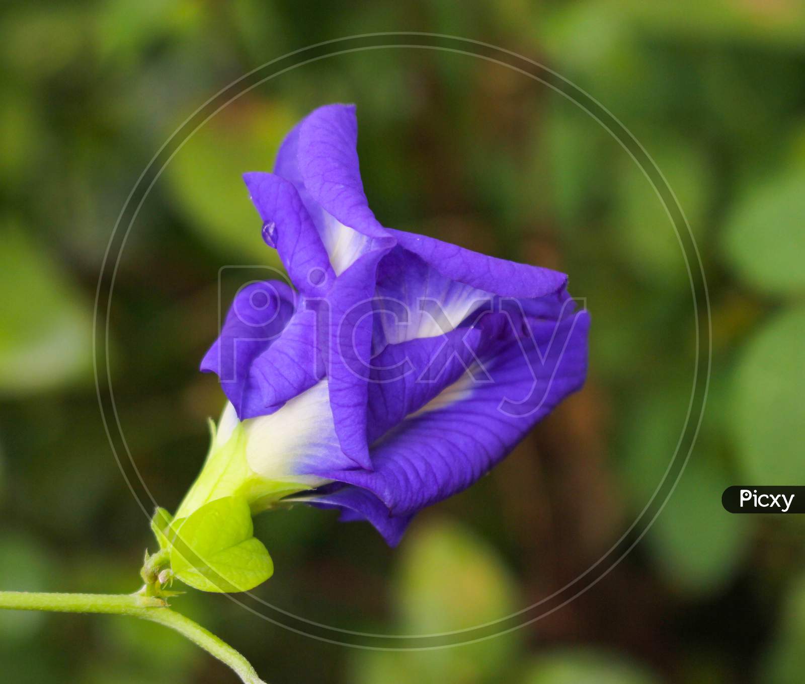 Clitoria ternatea flower,Butterfly pea purple flower image