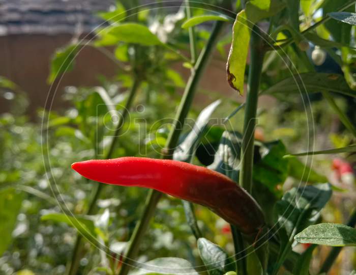 Picture Of Red Kashmiri Chilli Plant Himachal Pradesh