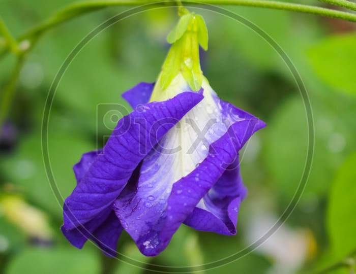 Clitoria ternatea flower,Butterfly pea purple flower image