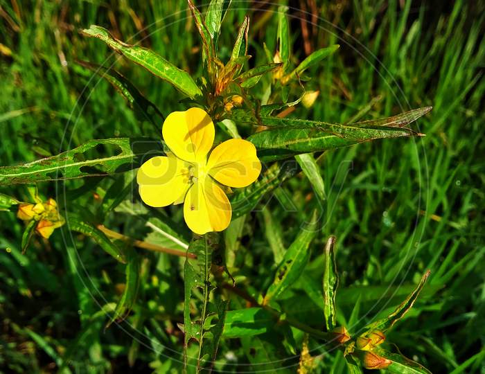 A Yellow Flower Ludwigia Octovalvis Is A Herbaceous Plant Species. Ludwigia Octovalvis Belongs To The Genus Ludwigior, And The Family Downyx Plants.