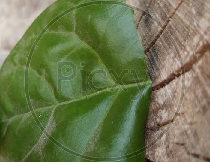 Green leaf on wood texture