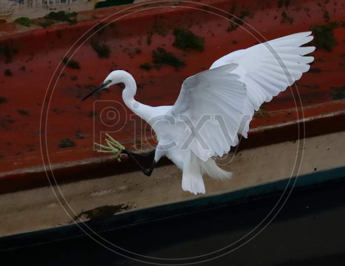 A White Little Egret Landing On A Wooden Boat