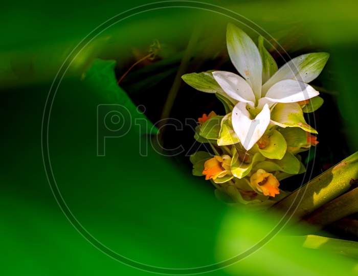 Nature Photography Of White Yellow Flower With Fresh Green Leaves, Buds On Turmeric Tree At Garden. Beautiful Design Flowers Blossomed In Ginger Plant In Bright Morning Sunshine. Copy Space For Text.