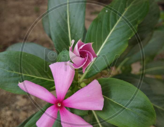 growing flower plant of pink colour.