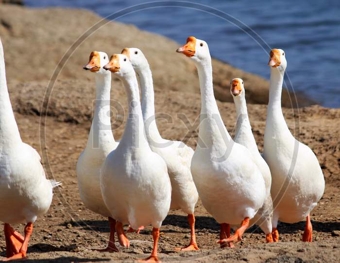 Group of Duck near Dam