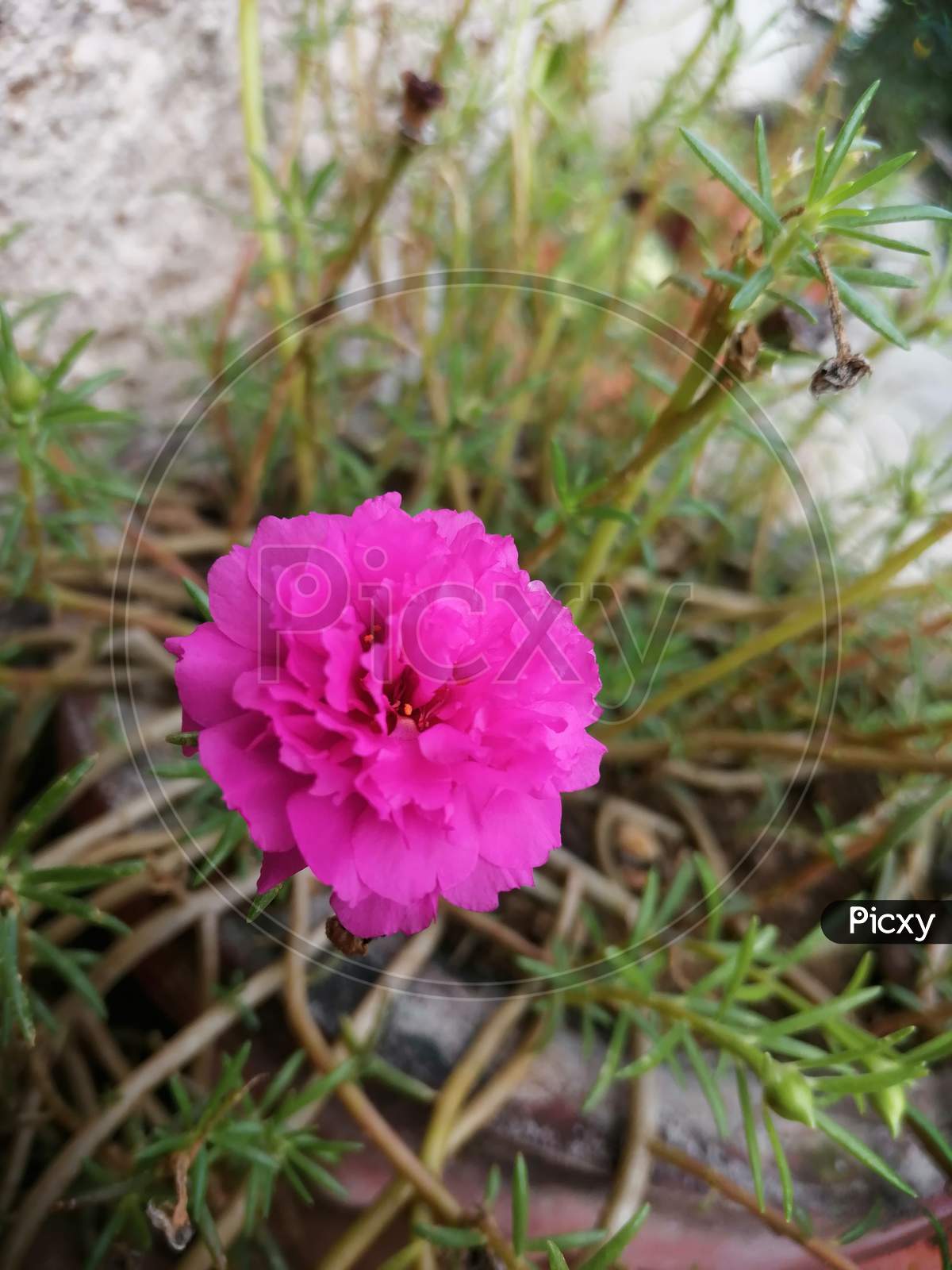 Pink little paper like flower 🌸🌼