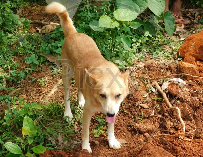 Closeup View Of A Brown Dog Stands Over The Soil