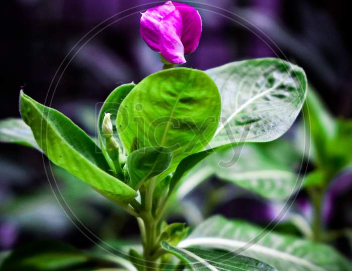 Pink color flower and green leaves