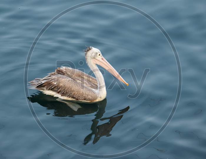 Side View Of Brown Pelican Floating In A Clear Freshwater Lake