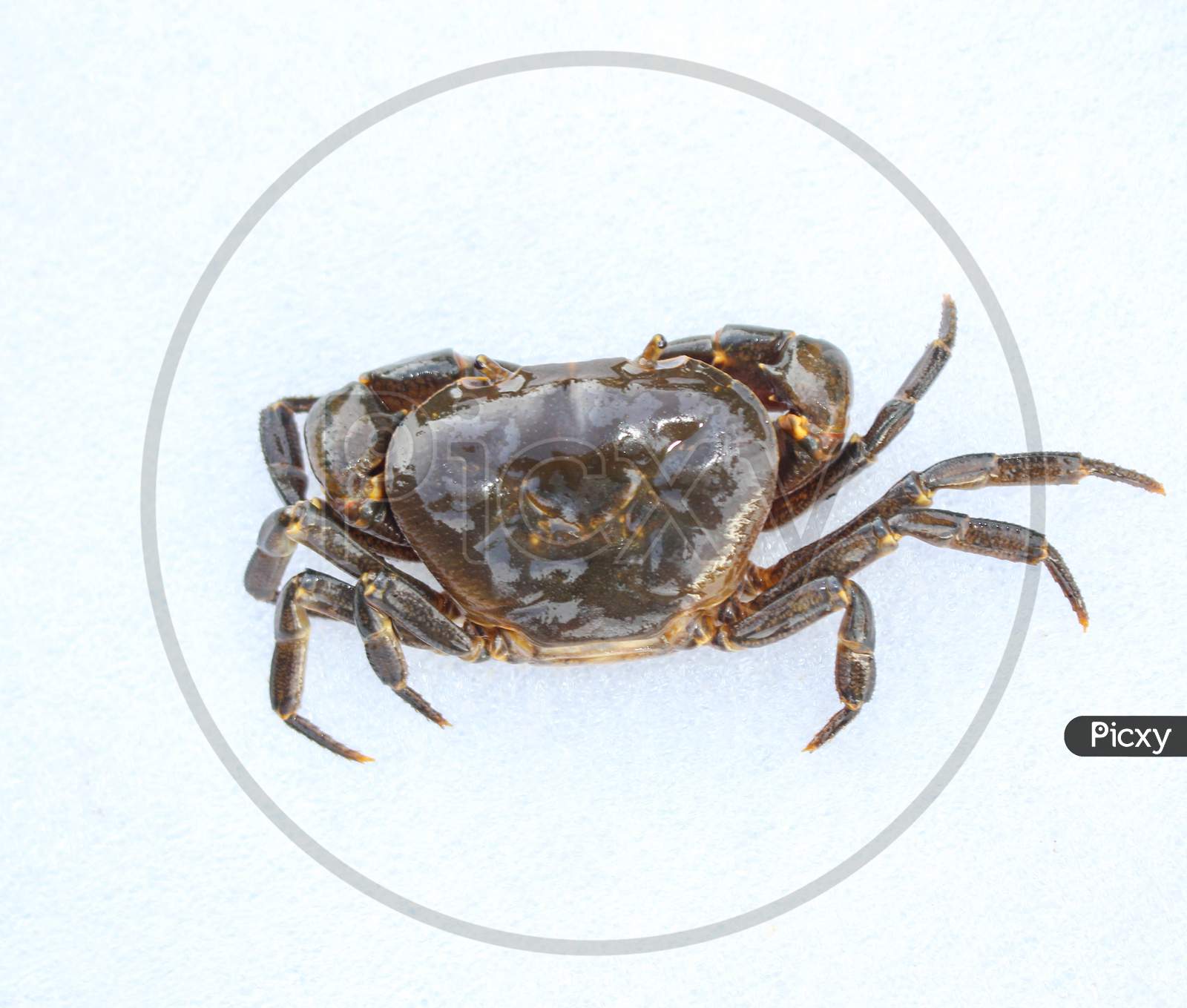 Freshwater crab isolated on white background