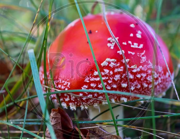 Red Poisonous Mushroom Amanita Muscaria Known As The Fly Agaric Or Fly Amanita In Green Grass.