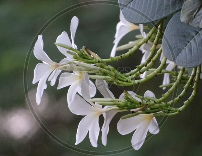 jasmine flowers potrait