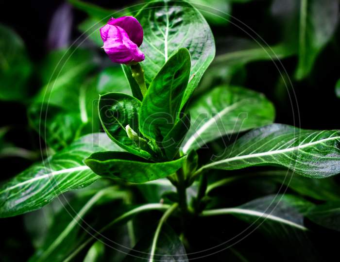 Pink color flower and green leaves