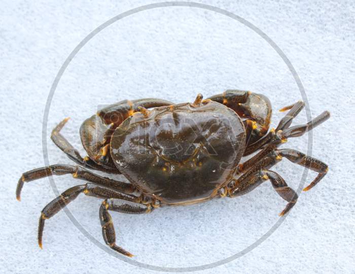 Freshwater crab isolated on white background
