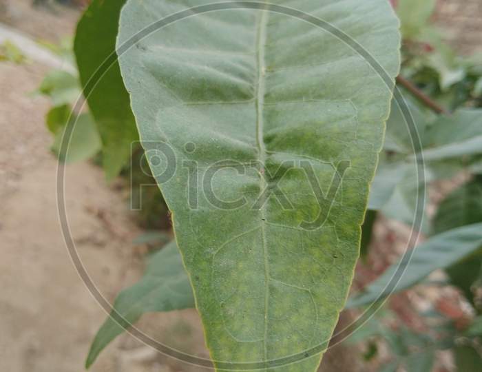 Green leaf of a young growing tree.