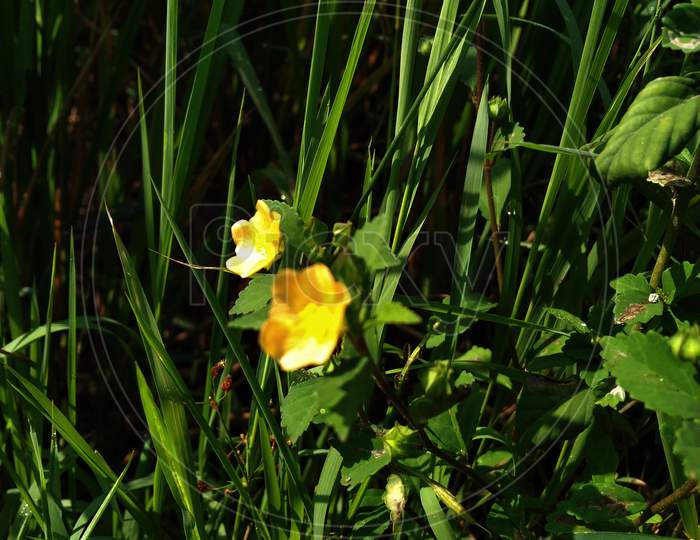 Photo Of Yellow Weed Flower In Roadside In Sunlight