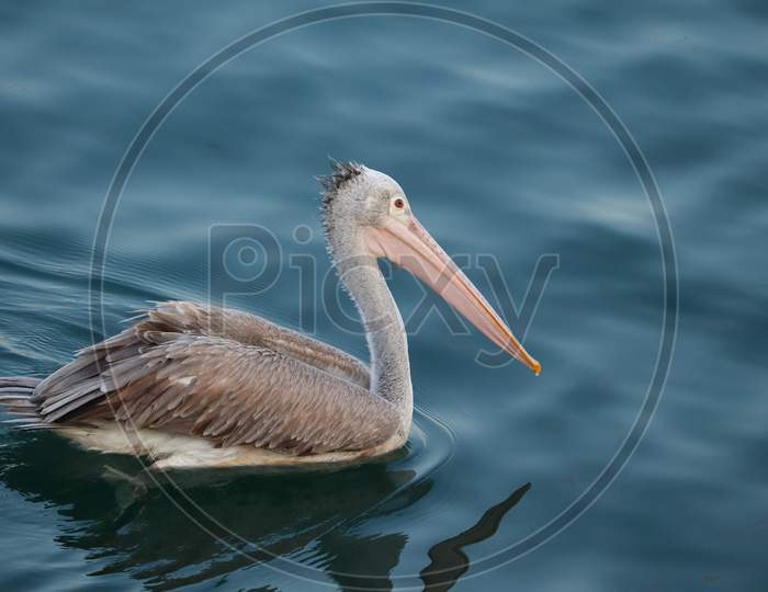 Profile View Closeup Of Brown Pelican Floating In A Clear Freshwater Lake