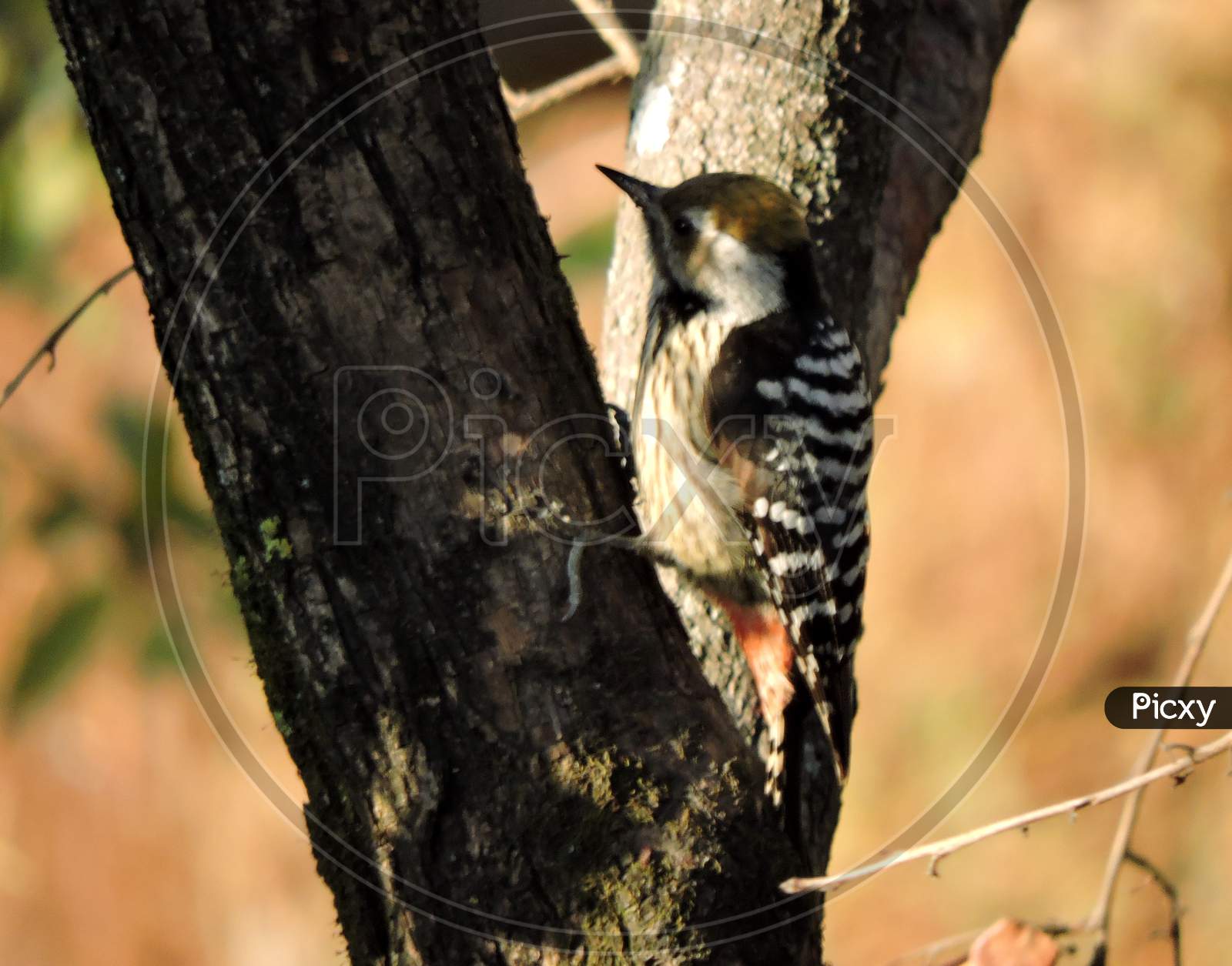 Indian Pygmy woodpecker