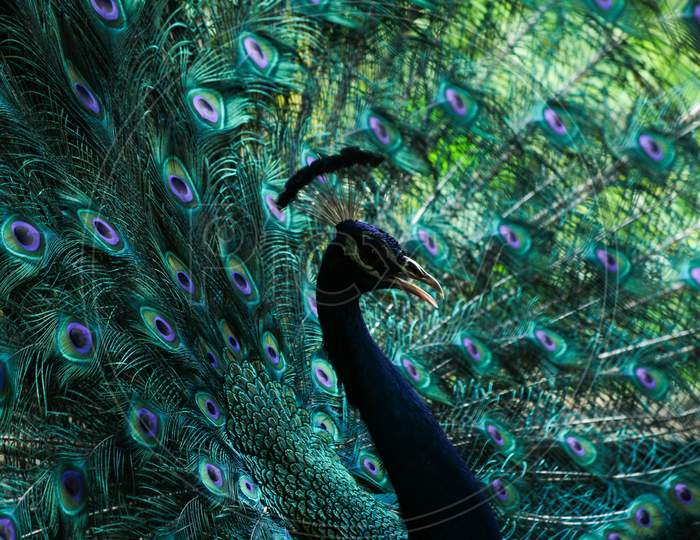 Portrait of a peacock